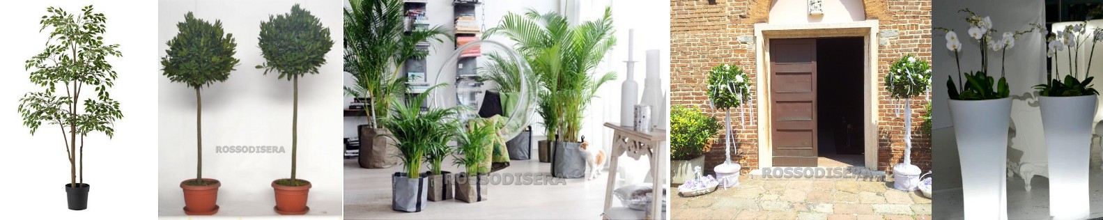 Noleggio Piante Vasi a Milano, in Lombardia e in Italia