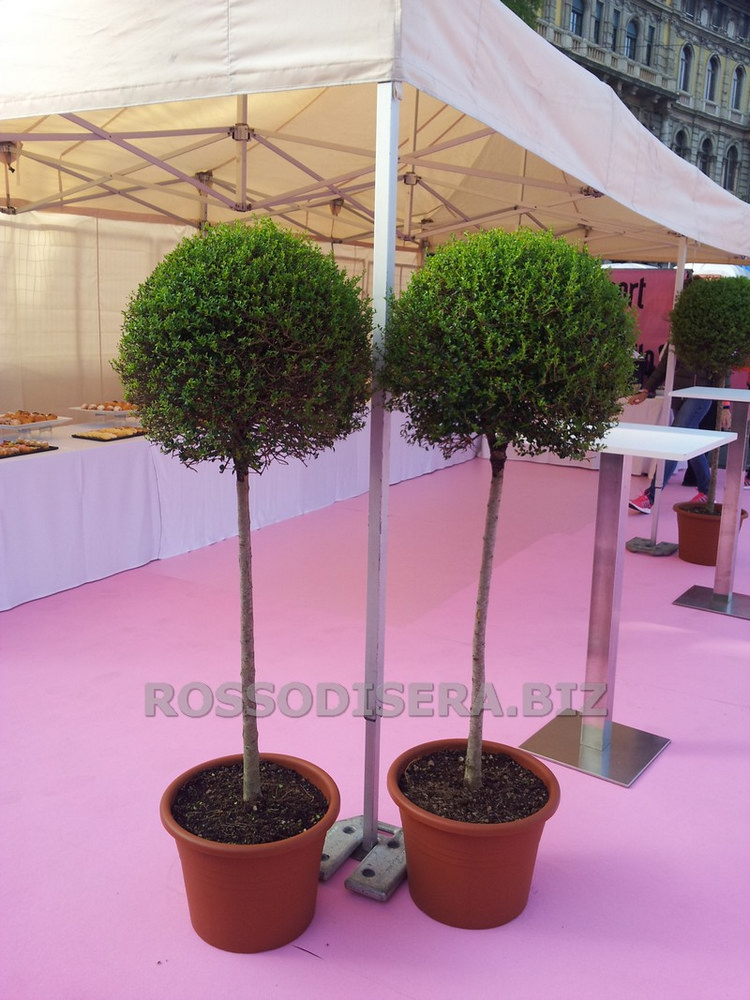Bosso Ligustrum-tree rental in Milan Italy