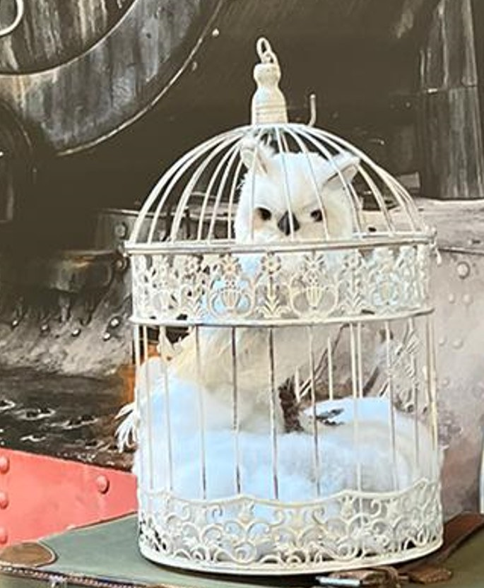 Civetta Edvige di Harry Potter